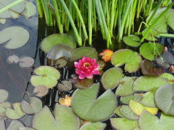 Водоемы и пруды