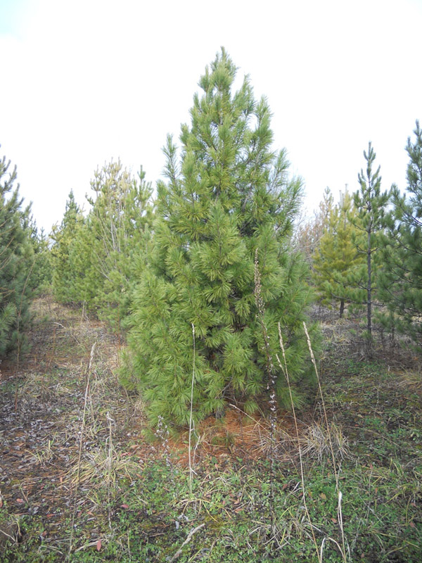 Посадка кедра сибирского