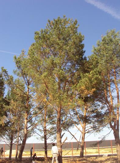 Сосна обыкновенная
Высота 10 – 12 метра